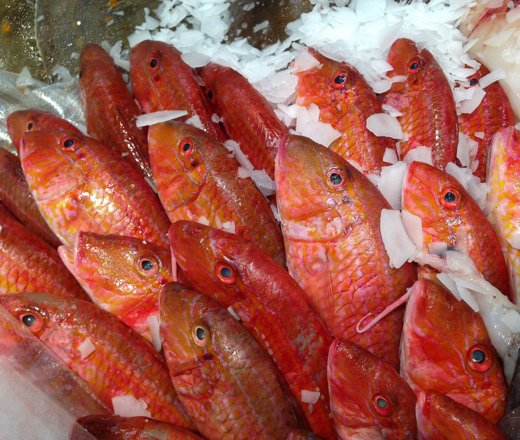 Red Mullet Fish