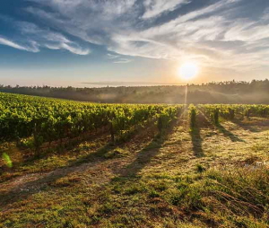 A beautiful Tuscan vineyard